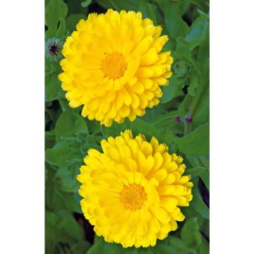 SIEMEN TARHAKEHÄKUKKA YELLOW COLOSAL HR3