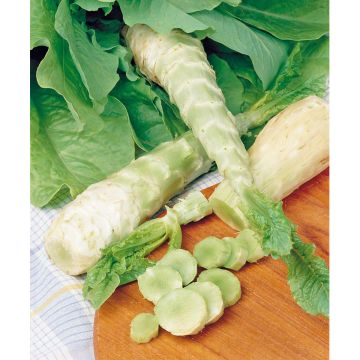 SIEMEN PARSASALAATTI CELTUCE HR3