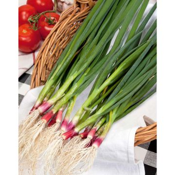 SIEMEN PILLISIPULI RED NINJA HR4