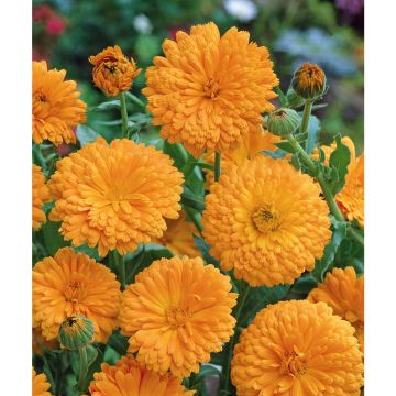 SIEMEN TARHAKEHÄKUKKA ORANGE KING HR3