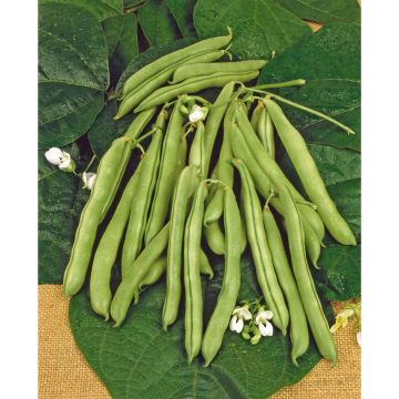 SIEMEN PENSASPAPU PROCESSOR HR4