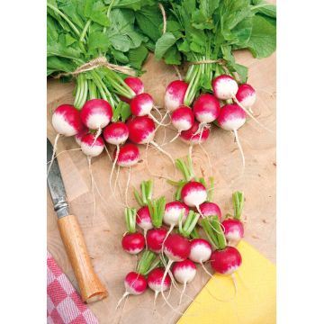 SIEMEN RETIISI KOBENHAVNS TORVE 2 HR3