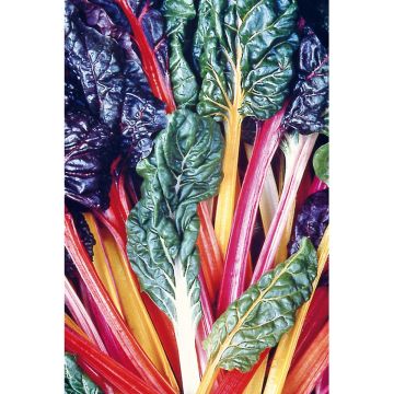 SIEMEN MANGOLDI BRIGHT LIGHTS HR4