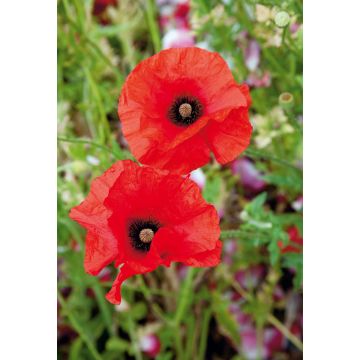 SIEMEN TULPPAANIUNIKKO TULIP POPPY HR3