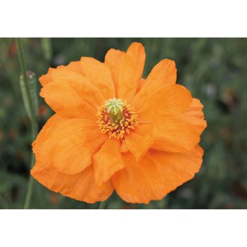 SIEMEN ESPANJANUNIKKO DOUBLE TANGERINE GEM HR4