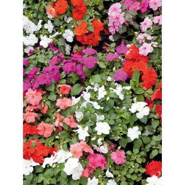 SIEMEN AHKERALIISA SEKOITE HR4