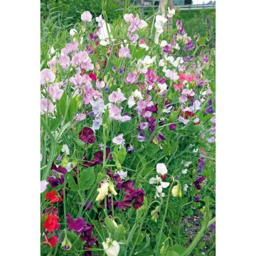 SIEMEN TUOKSUHERNE ROYAL SEKOITE HR2