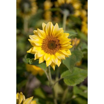 SIEMEN ISOAURINGONKUKKA PEACH PASSION F1 HR6