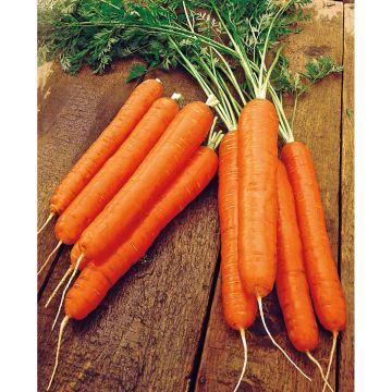 SIEMEN PORKKANA NANTES 3 TIP TOP HR3