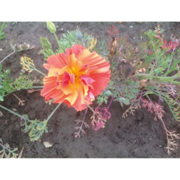 SIEMEN KALIFORNIANTULIUNIKKO THAI SILK MIX HR4