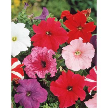 SIEMEN TARHAPETUNIA SEKOITE HR3