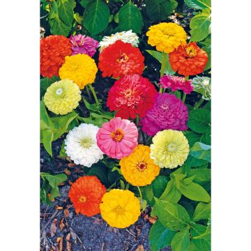 SIEMEN ISOTSINNIA SEKOITE HR2