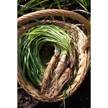 SIEMEN KAURAJUURI GIANT HR3