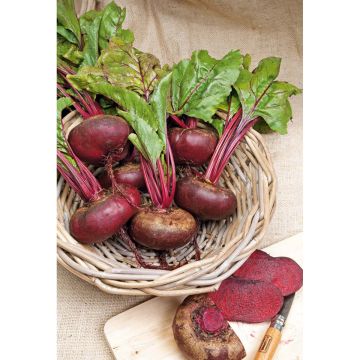 SIEMEN PUNAJUURIKAS D'EGYPTE/EGYPTILÄINEN HR3