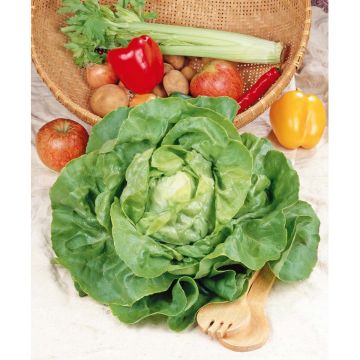 SIEMEN SIEMENNAUHA KERÄSALAATTI APPIA HR5