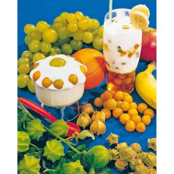 SIEMEN ANANASKIRSIKKA HR3