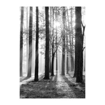 ART LINK JULISTE TREES 50X70