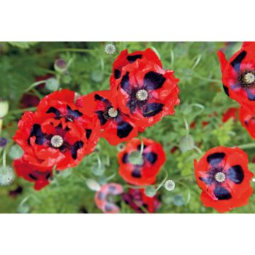 SIEMEN TURKINUNIKKO LADY BIRD HR3