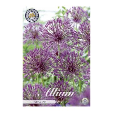 KUKKASIPULI ALLIUM PURPLE RAIN