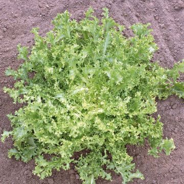 SIEMEN FRISÉE-SALAATTI RUFFEC/DE MEAUX HR2