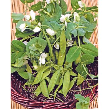 SIEMEN SOKERIHERNE DE GRACE HR3