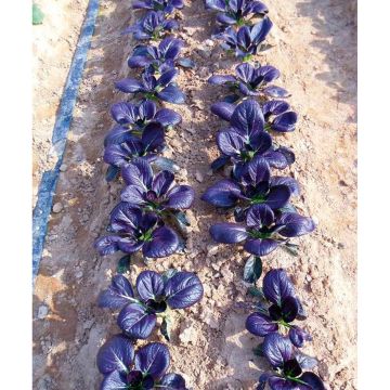 SIEMEN PINAATTIKIINANKAALI RUBY F1 HR4