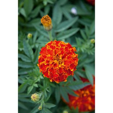 SIEMEN RYHMÄSAMETTIKUKKA AURORA RED HR4