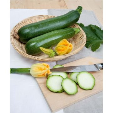 SIEMEN KESÄKURPITSA BLACK BEAUTY HR2