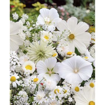 SIEMEN KESÄKUKKASEOS VALKOISIA KUKKIA HR3