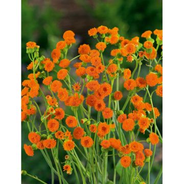 SIEMEN EMILIA IRISH POET HR4