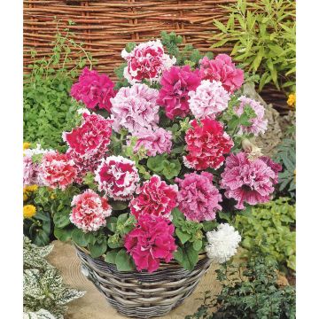 SIEMEN TARHAPETUNIA DOUBLE CASCADE F1 HR5