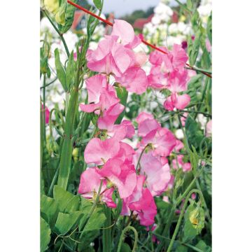 SIEMEN TUOKSUHERNE RUUSUNPUNAINEN HR3