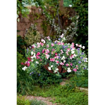 SIEMEN TUOKSUHERNE SUGAR 'N SPICE HR4