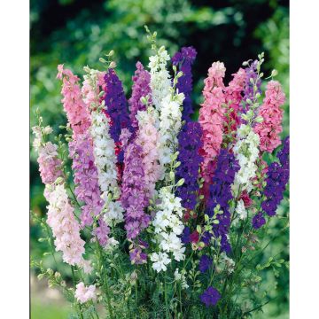 SIEMEN TARHAKUKONKANNUS EXQUISIT SEKOITE HR3