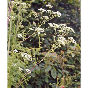 SIEMEN ROOMANKUMINA HR4